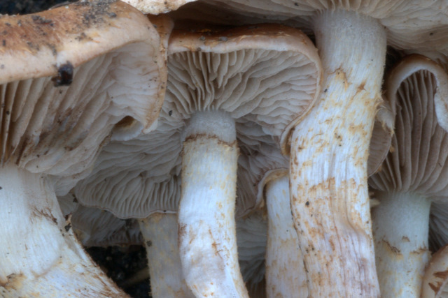 Pholiota highlandensis